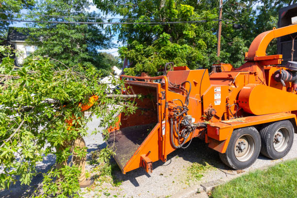 Best Tree Cutting Near Me  in Rockford, MI